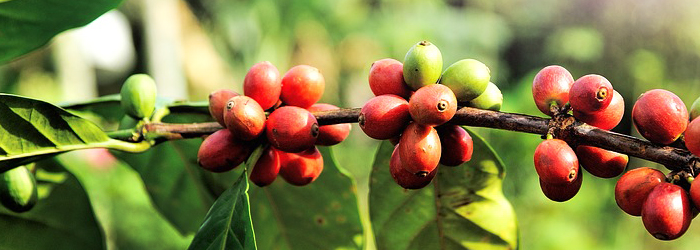 Coffee beans. The Coffee Mate