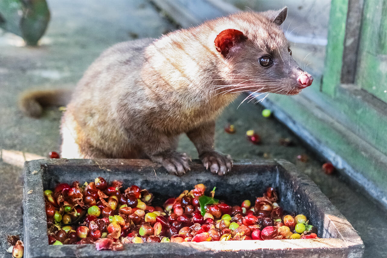 Luwak